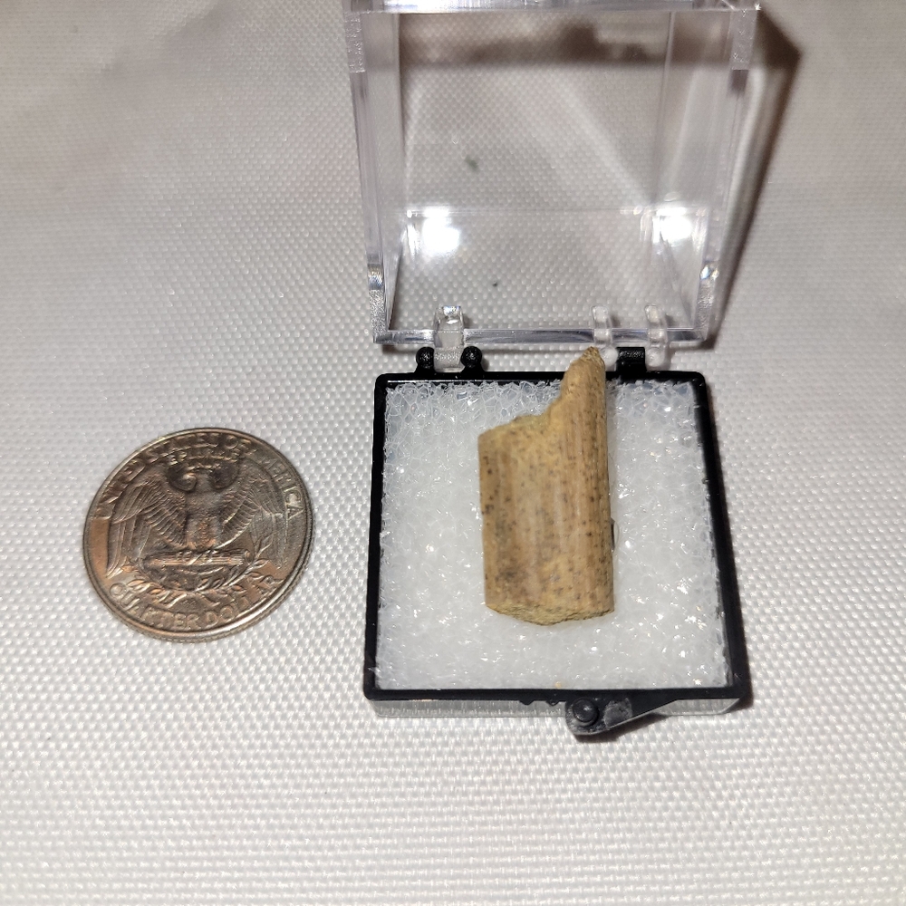 Dinosaur Fossil Piece of Hadrosaur Tendon from Wyoming in Specimen Box